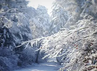 Die geheimnisvollen Rauhnächte